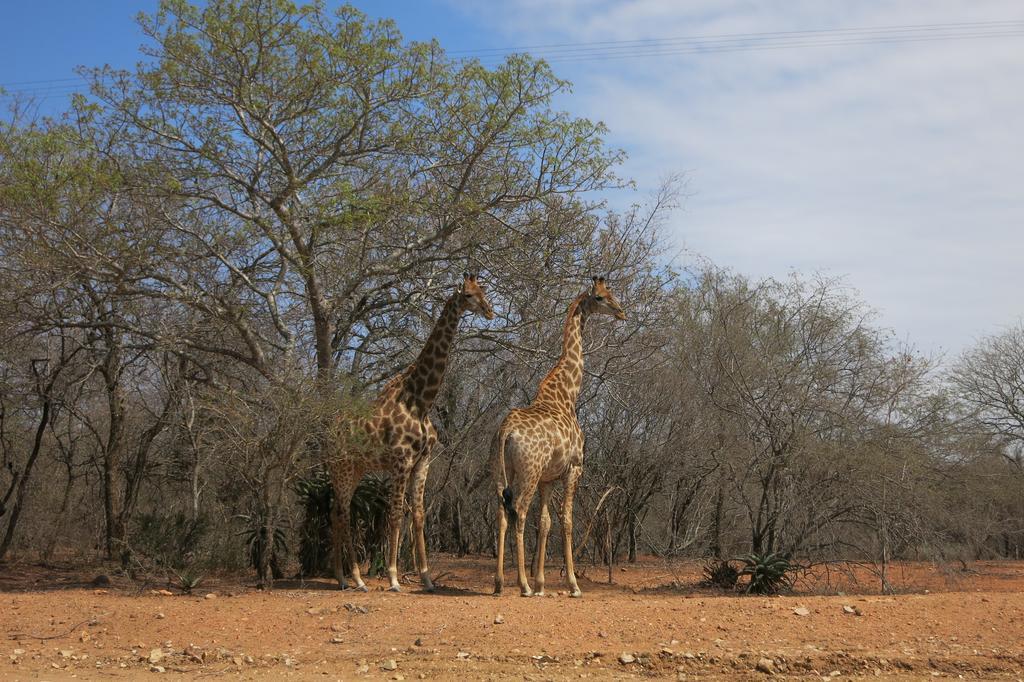 Treetops Marloth Park Exteriör bild