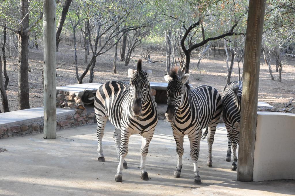 Treetops Marloth Park Exteriör bild